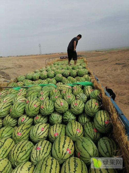 宁夏砂瓜今日价格
