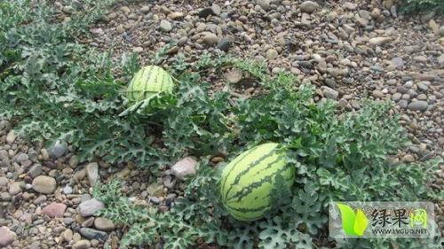宁夏砂瓜今日价格
