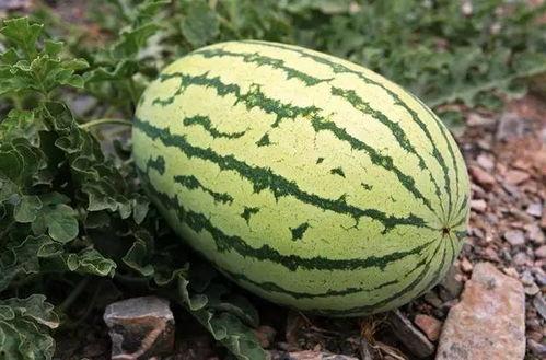 今日瓜多少钱一斤,一斤多少钱，揭秘时令水果市场动态