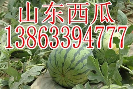 山东寿光今日瓜价