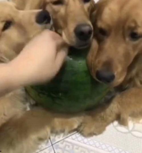 今日买三只瓜的动物,动物们的瓜果盛宴