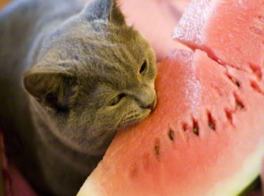 今日买三只瓜的动物,动物们的瓜果盛宴