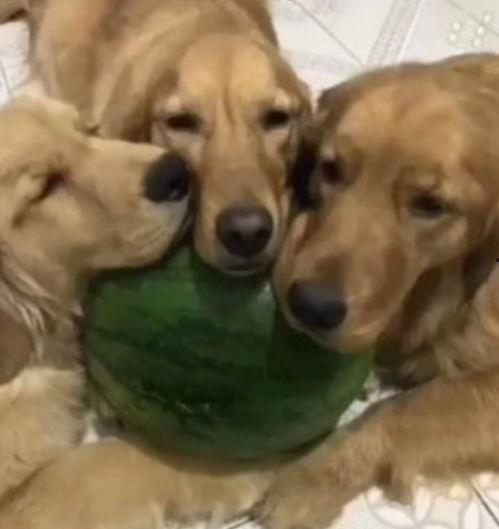 今日买三只瓜的动物,动物们的瓜果盛宴