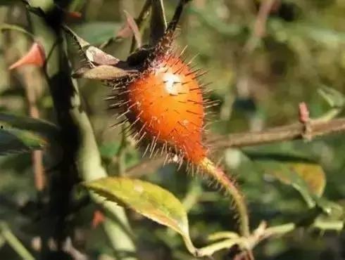 黑腹始皇在线吃瓜视频,揭秘在线吃瓜背后的宫廷风云