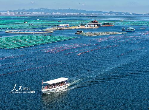 海洋网纹瓜荣成今日价格,今日荣成海洋网纹瓜价格行情解析
