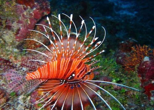 海洋网纹瓜荣成今日价格,今日荣成海洋网纹瓜价格行情解析