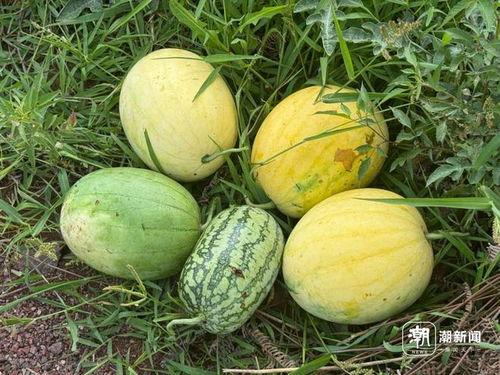 丽水今日吃瓜事件真相是真的吗