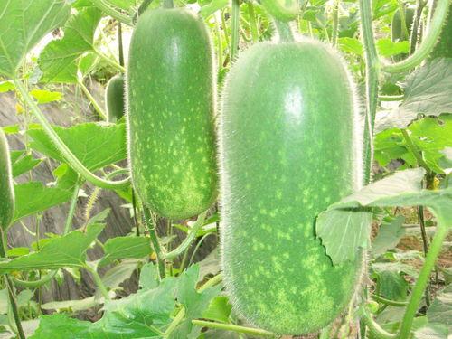 51cg今日热门大瓜莫莉秀