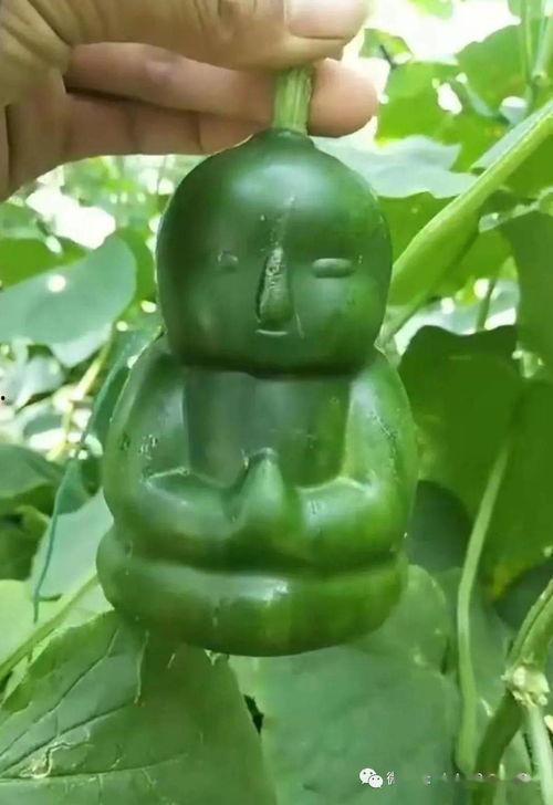 茄瓜价格今日行情最新,茄瓜价格波动解析