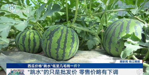 茄瓜价格今日行情最新,茄瓜价格波动解析