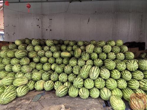 宁夏硒砂瓜今日批发价格,品质佳价优引关注”