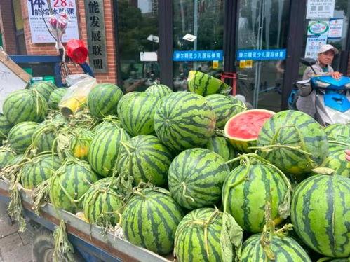 韩寺今日吊瓜价格行情,丰硕上市，价格走低