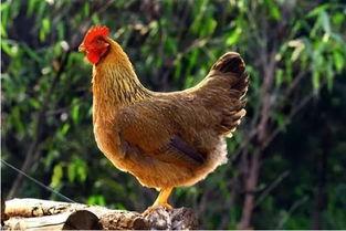 今日求购鸡瓜戚,鸡瓜戚，探寻美食新风尚