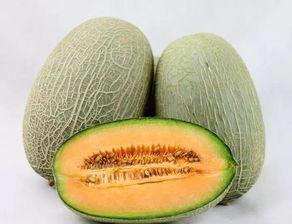 哈密瓜今日行情河南