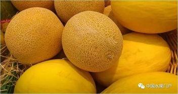 哈密瓜今日行情河南