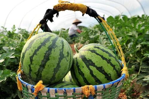 今日吃瓜最新价格,吃瓜群众惊呼不已！