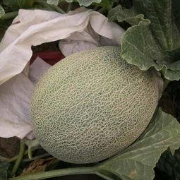 绿宝瓜今日价格行情,价格波动解析与市场趋势洞察”