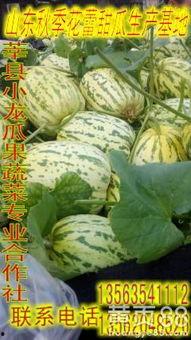 绿宝瓜今日价格行情,价格波动解析与市场趋势洞察”