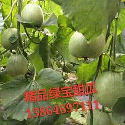 绿宝瓜今日价格行情,价格波动解析与市场趋势洞察”