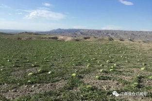 宁夏石缝瓜今日价格,今日市场行情一览，价格走势分析”