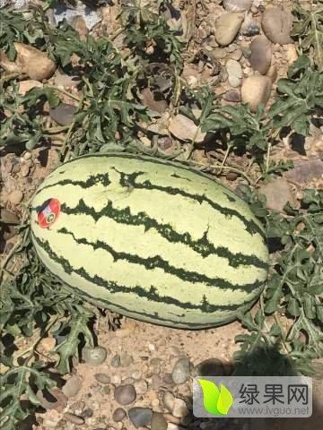 宁夏石缝瓜今日价格,今日市场行情一览，价格走势分析”