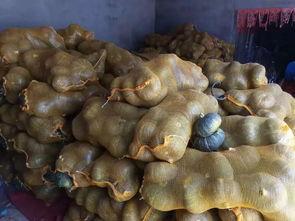 宁夏石缝瓜今日价格,今日市场行情一览，价格走势分析”