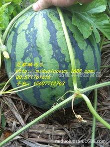 东莞麒麟瓜批发今日行情