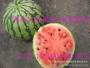 东莞麒麟瓜批发今日行情