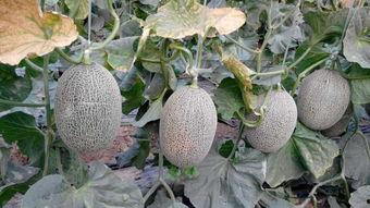 网纹蜜瓜今日行情走势,今日走势解析