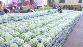 今日毛瓜收货价,市场行情动态解析”