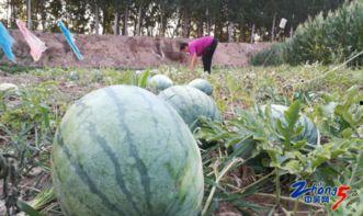 今日毛瓜收货价,市场行情动态解析”