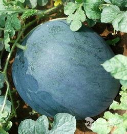 今日无籽瓜价,市场动态一览