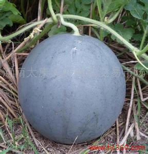 今日无籽瓜价,市场动态一览