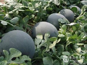 今日无籽瓜价,市场动态一览