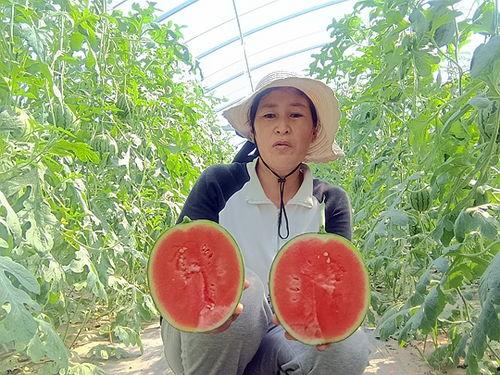 中牟吊瓜今日报价最新