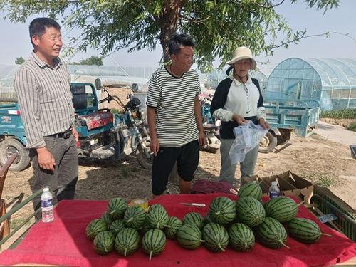 中牟吊瓜今日报价最新