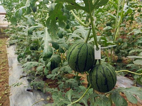 中牟吊瓜今日报价最新