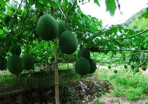 传统黑吊瓜怎么吃,传统黑吊瓜的多样食法揭秘