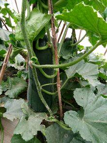 传统黑吊瓜怎么吃,传统黑吊瓜的多样食法揭秘