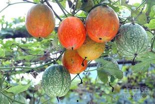 传统黑吊瓜怎么吃,传统黑吊瓜的多样食法揭秘