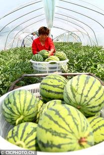 河南今日瓜菜行情如何,丰产丰收，价格稳中有升