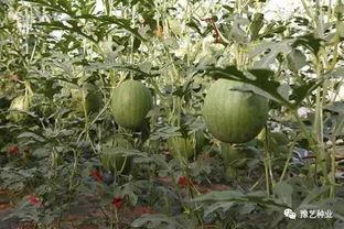 河南今日瓜菜行情如何,丰产丰收，价格稳中有升