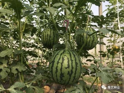 河南今日瓜菜行情如何,丰产丰收，价格稳中有升