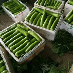 漯河吊瓜今日价格行情,涨跌波动，市场动态一览