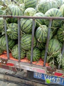 美都919今日瓜价,今日瓜市行情一览